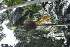 Bentinckia nicobarica